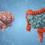 Your gut bacteria may reveal how fast your brain is aging