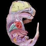 How to build a mouse: Embryo development captured in stunning detail