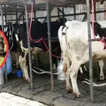 Dairy Farmers Urge Govt to Cut Taxes on Animal Feed Amid Milk Shortage