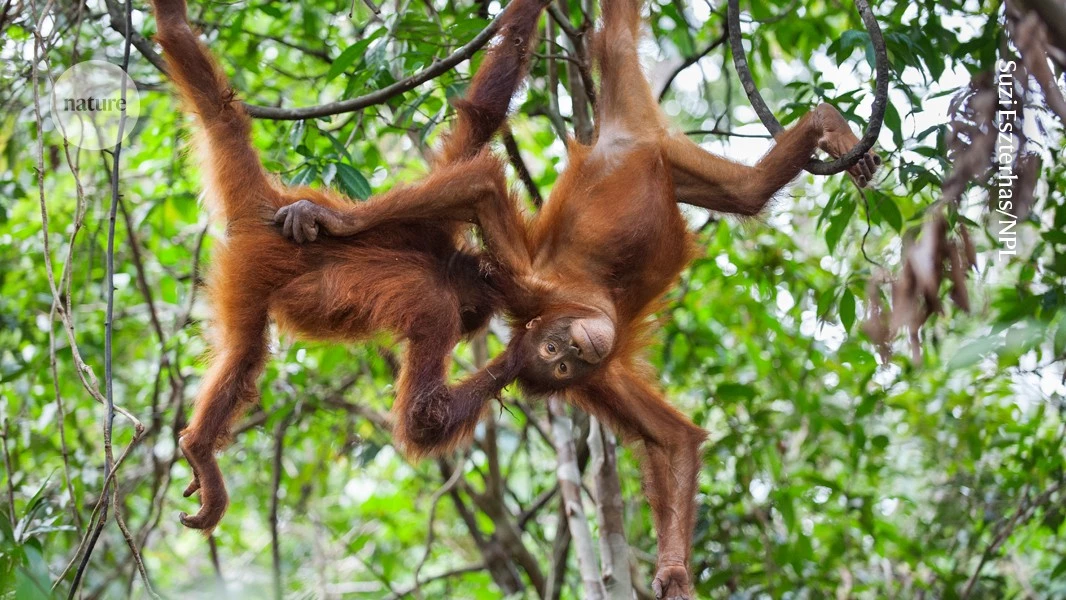 Orangutan mothers arrange play dates for their babies