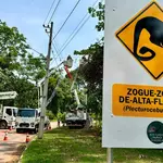 Eight Amazon rope bridges logged 15,000 wildlife crossings with 0 roadkill in Brazil