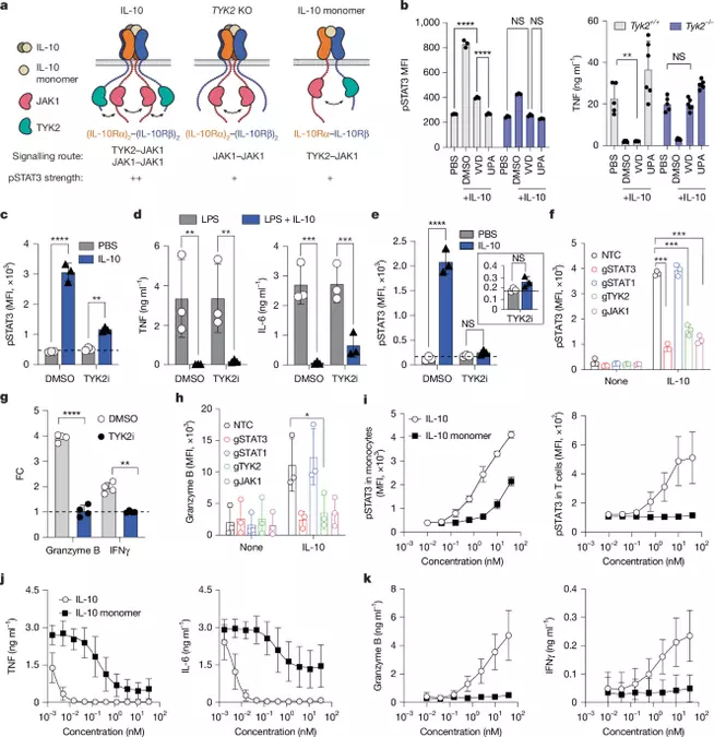 Engineered TYK2 dependence enables myeloid-selective IL-10 receptor agonism