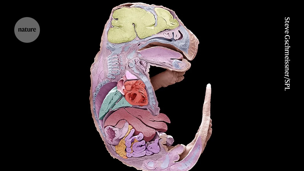 How to build a mouse: Embryo development captured in stunning detail
