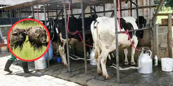 Dairy Farmers Urge Govt to Cut Taxes on Animal Feed Amid Milk Shortage