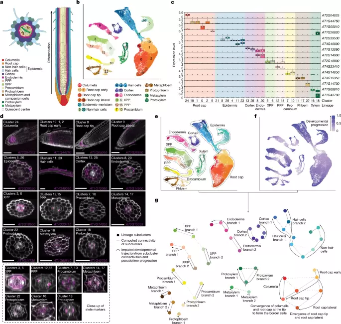 An environmentally regulated dichotomy in cell lineages of the root