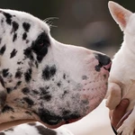Big dogs age faster than little ones — rogue ‘jumping genes’ might be to blame