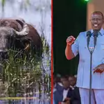 Govt shares gazette notice declaring buffalo a food animal days after Ruto's orders