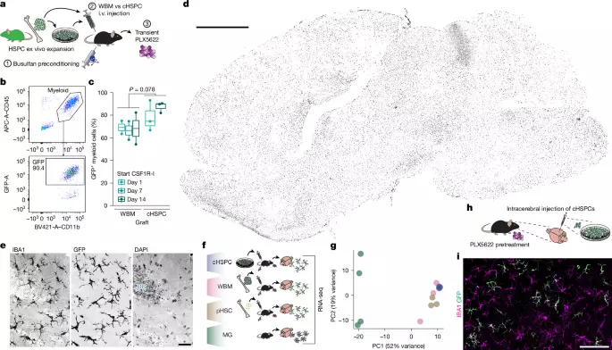 Elp1 is required for myeloid differentiation and brain repopulation