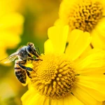 Amazon’s Bee launches two new personal AI devices, starting at $75