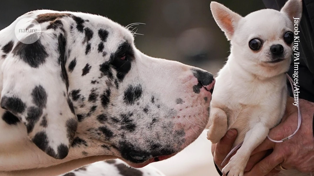 Big dogs age faster than little ones — rogue ‘jumping genes’ might be to blame