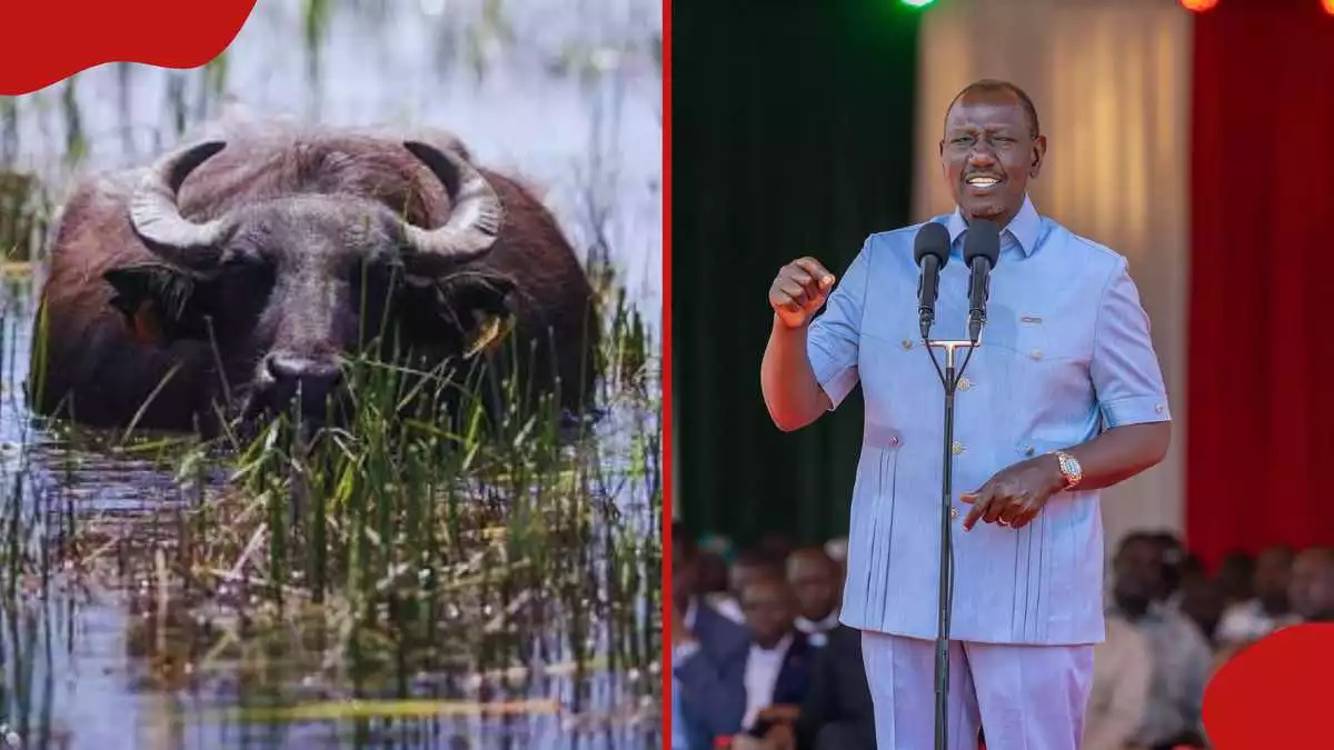 Govt shares gazette notice declaring buffalo a food animal days after Ruto's orders