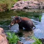 Odisha a safe haven for poachers, says environmental group