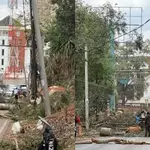 Statehouse Road Tree Felling Sparks Outrage Among Nairobi Residents
