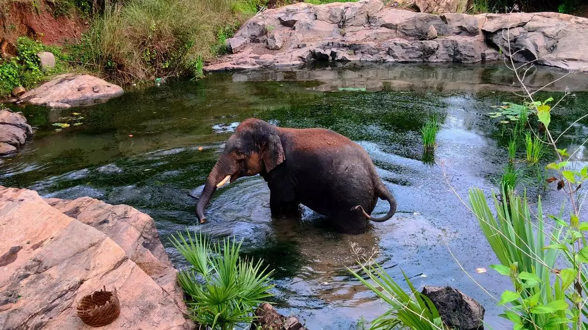 Odisha a safe haven for poachers, says environmental group