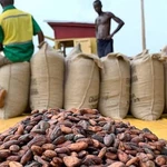 The world’s second-largest cocoa producer is facing a cash crunch as Ghana’s cocoa regulator raises $288 million to keep farmers selling