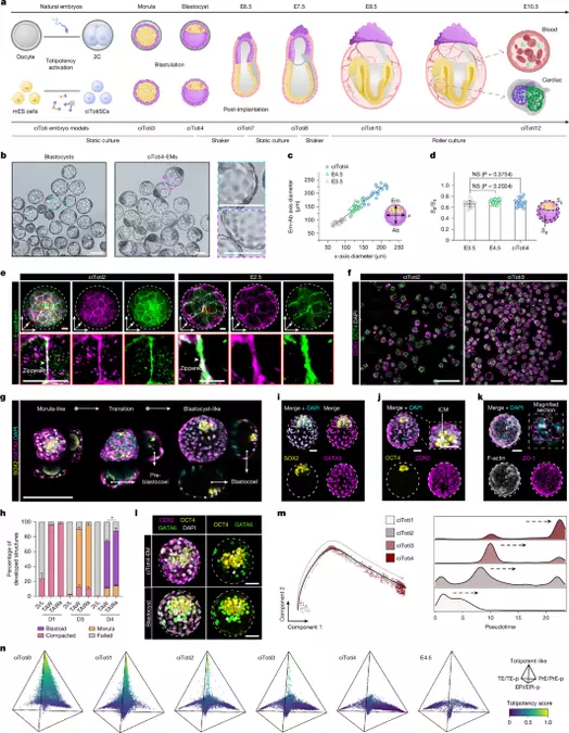 Modelling mouse embryogenesis from chemically induced totipotent stem cells