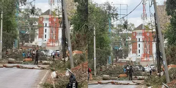 Statehouse Road Tree Felling Sparks Outrage Among Nairobi Residents