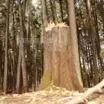 It's time to speed up restoration of world's declining forests