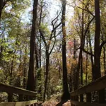 Georgia begins 10-year restoration of 132 acres at Towaliga Preserve