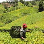Wamuchomba demands suspension of tea export levy