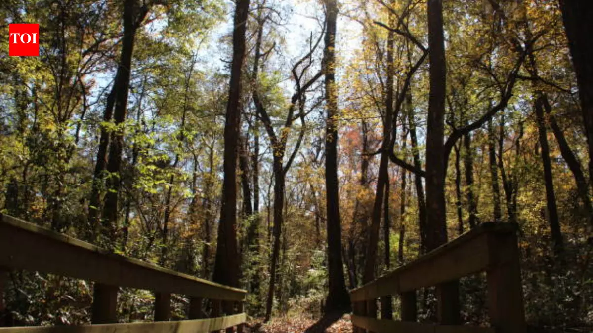 Georgia begins 10-year restoration of 132 acres at Towaliga Preserve