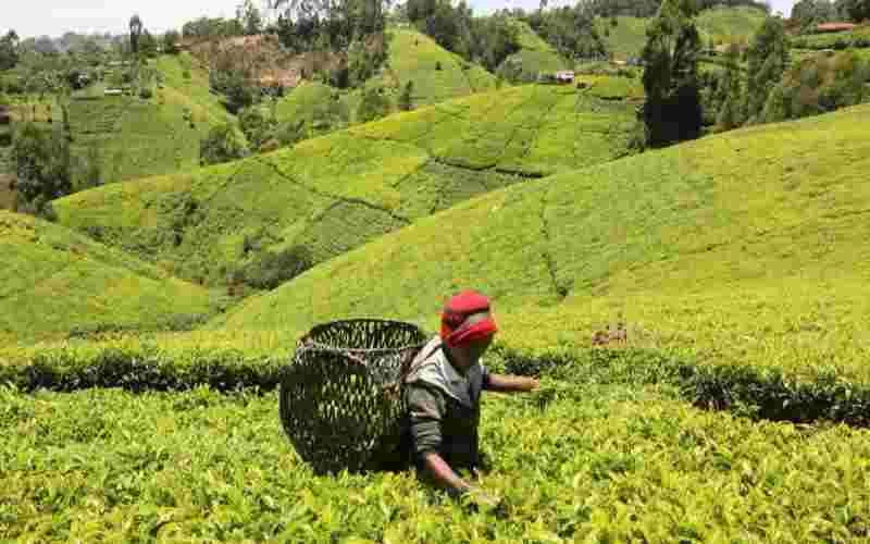 Wamuchomba demands suspension of tea export levy
