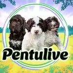 Pentulive (Puppy Live) [video]