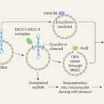 Circular DNA exposes a weakness in cancer cells
