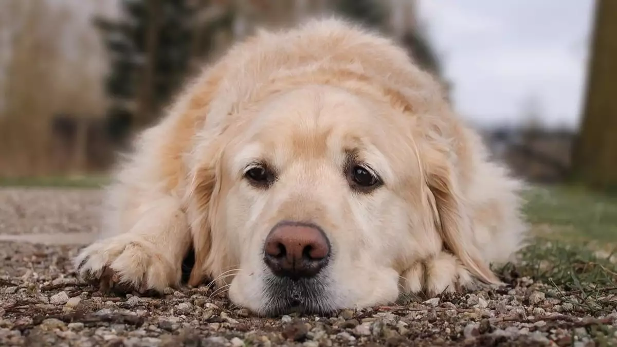 Pet custody disputes draw increasing attention in China, where pets are treated as property