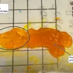 Making Chicken Transparent Using Dorito Dust
