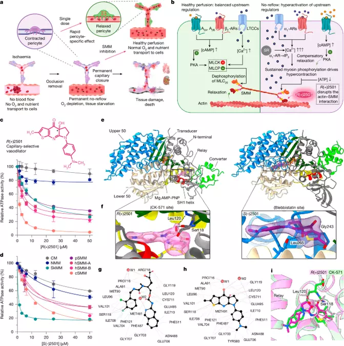 Capillary-selective vasodilation through myosin inhibition halts ischaemic cascades