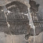 Evolutionary 'game-changer': weird armoured amphibian lived in ancient seas