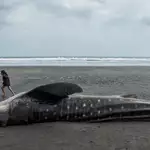 5 dead in 3 weeks: are Indonesia’s whale strandings on the rise?