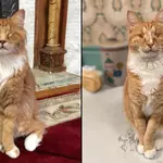 Cornell scientists identify rare human genetic disorder in two unusually long-legged cats