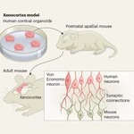 Brain organoids grafted into cortex-free mice will advance human brain research