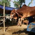 Can't invoke anti-slaughter law in case of mere illegal cattle transportation: SC