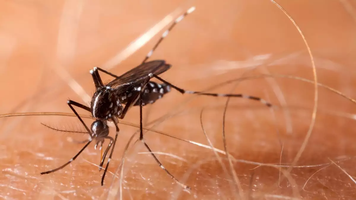 Chinese start-up behind laser mosquito killer plans to start shipping orders this month