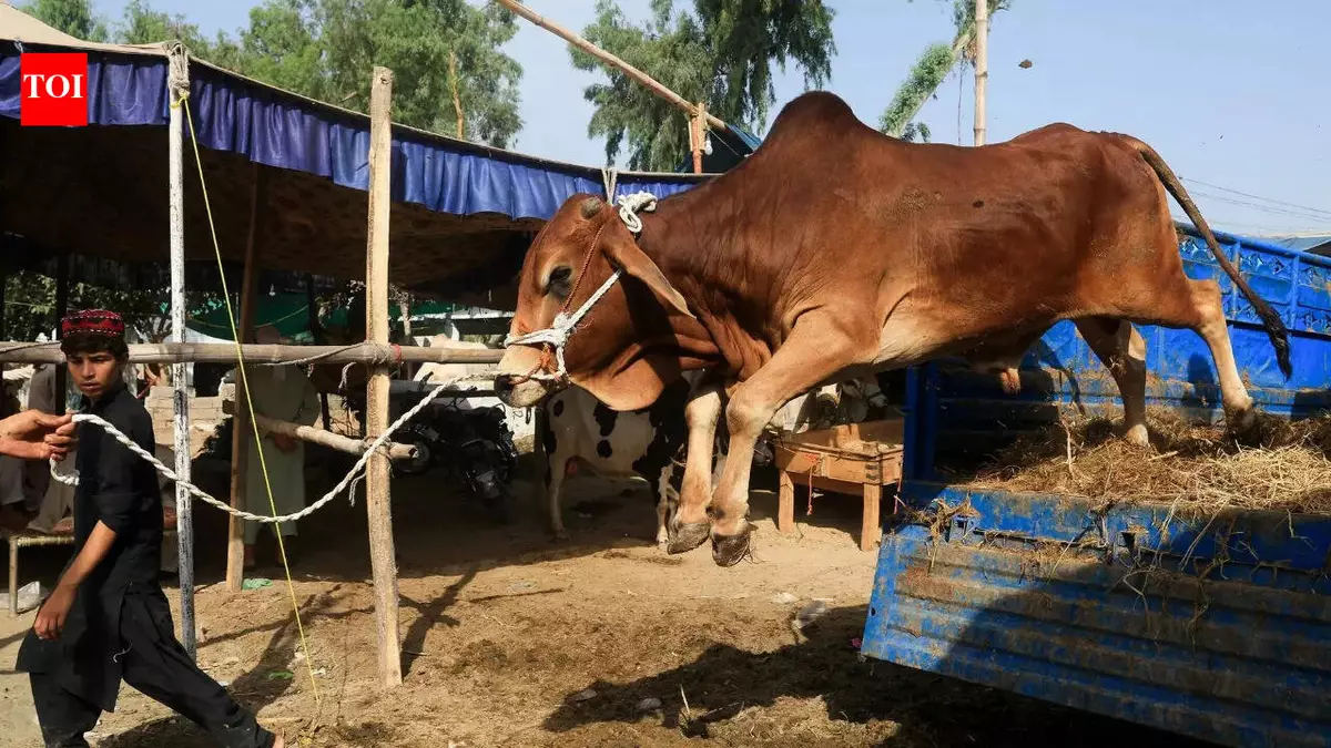 Can't invoke anti-slaughter law in case of mere illegal cattle transportation: SC