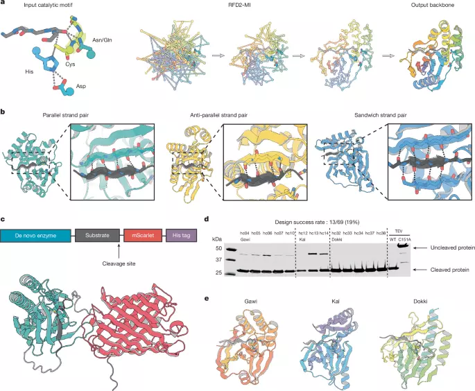 De novo design of cysteine proteases