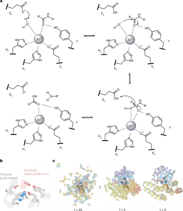 Computational design of metalloproteases