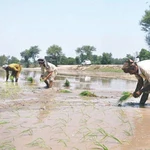 Agriculture: The growing threat of double-rice cropping
