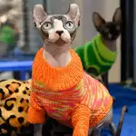 Russia leads world in cat ownership — yet has 2.8 million strays
