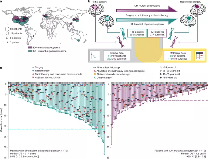 Divergent genomic evolution in astrocytomas and oligodendrogliomas