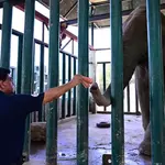 Four Paws expert sees ‘hope’ for ailing elephant Madhubala
