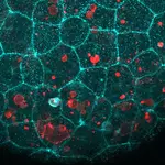 The “glue” holding your cells together has a surprising second job