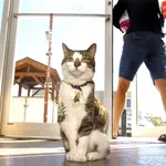 Hardware Store Cats Aren’t Just Cute. A Wharton Professor Says Their Business Appeal Comes Down to 1 Thing