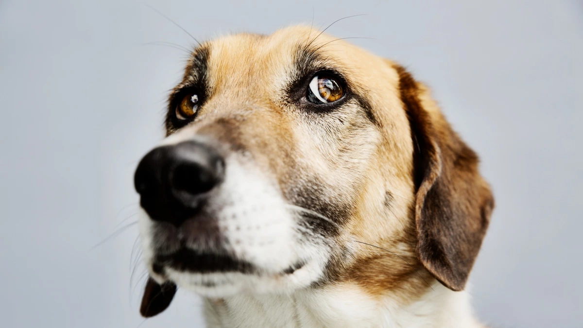 Dogs seem to agree with humans that 'bouba' is round and 'kiki' is spiky