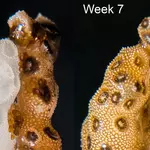 A simple touch can bring dying corals back to life in just 7 weeks