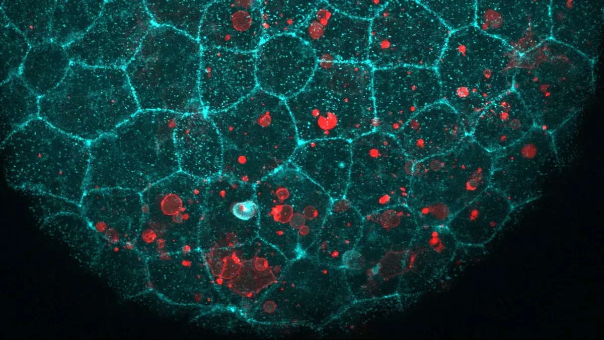 The “glue” holding your cells together has a surprising second job