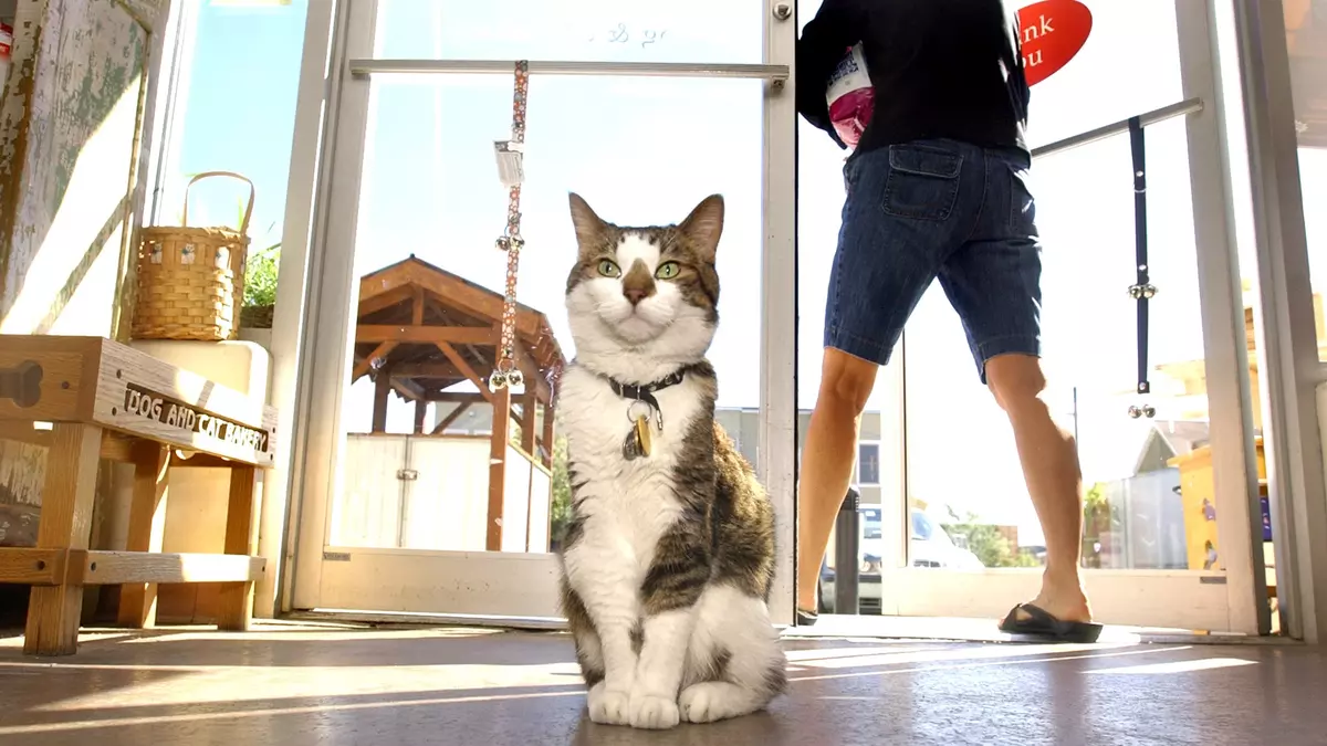 Hardware Store Cats Aren’t Just Cute. A Wharton Professor Says Their Business Appeal Comes Down to 1 Thing